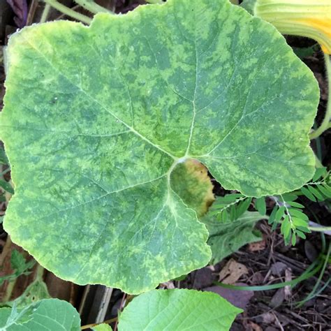 Why Your Cucumber Leaves Are Turning Yellow And How To Fix Them