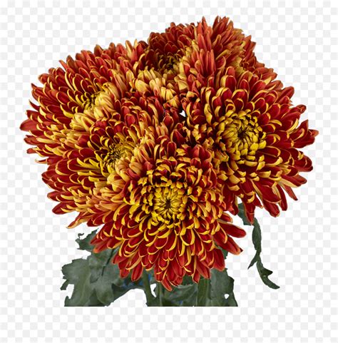 Premium Bronze Chrysanthemum Disbud Flowers Chrysanths Png
