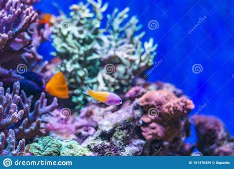 Underwater Life Of A Hard Coral Reef Red Sea Egypt Stock Image