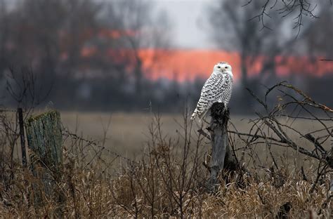 Wallpaper Forest Birds Animals Nature Winter Photography