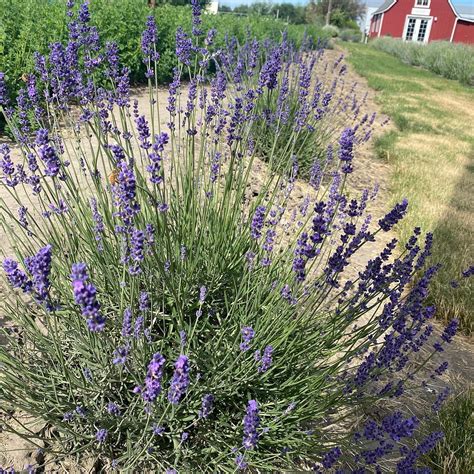 Crockett Road Lavender Farm Milton Freewater Lohnt Es Sich