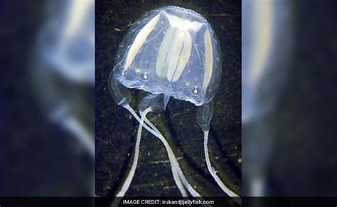 Worlds Smallest Jellyfish Causes Havoc In Australia