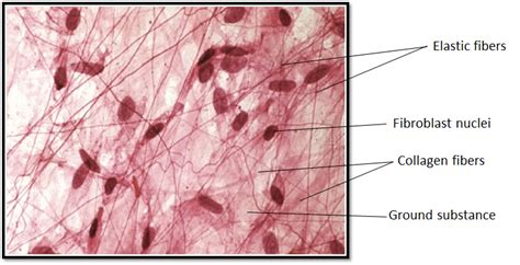 Areolar Connective Tissues Joinabone With Bonebfat Body With