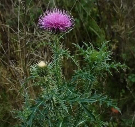Thistle Prickly Plant Wander Lord