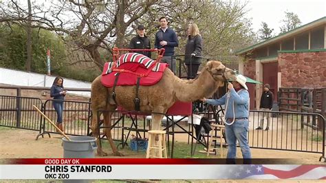 Discover america's first animal park at the philadelphia zoo, where you can see wild animals, ride the train and hop aboard a rainforest carousel. Wild Wednesday: Camel Rides at the Zoo | KOKH