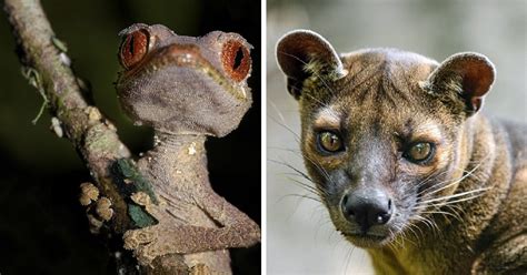 The Stunning Animals That Only Exist In Madagascar