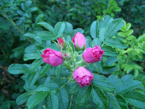If i could review ecuador direct roses they would receive five stars. Rugosa Rose Bushes | Rose bushes for sale, Plant tone, Rose