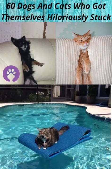 60 Dogs And Cats Adorably Losing The Battle Against Furniture Animals
