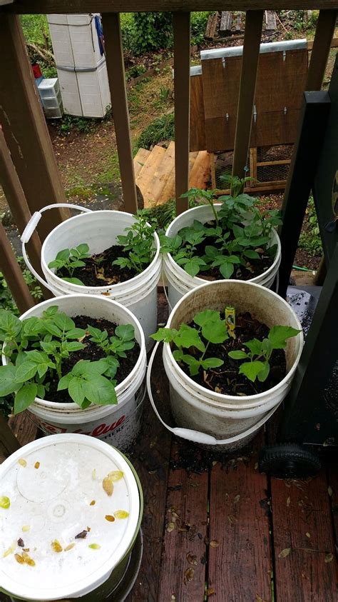 Potatoes In 5 Gal Buckets Potato Gardening Garden In The Woods