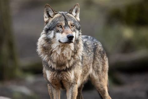 17 Wild Gray Wolf Facts Fact Animal