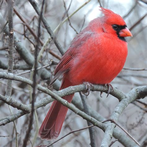 Cardinal Beautiful Birds Pets Cardinal