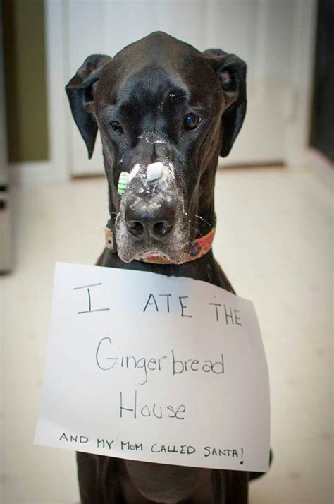 Great job meme great job quotes work quotes you rock quotes team quotes motivational memes inspirational quotes well meme rock meme. 12 Photos of Dogs Who Are Just Really Sorry