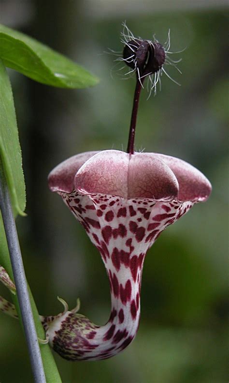 They are resilient, they attract pollinators, and they have some of the oddest looking flowers one could imagine! A Look into the World of Weird and Exotic Flowers and ...
