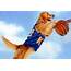 Buddy Dog Actor  Air Bud Wiki Fandom