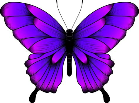 Tropical Purple Butterfly Illustration Beautiful Butterfly Vector
