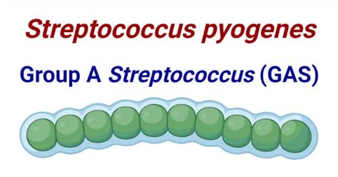 Streptococcus Pyogenes Group A Streptococcus Gas An Overview 2023