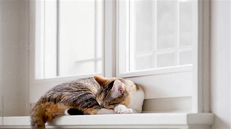 Cat Rolled Up Sleeping On White Window Sill At Home Del Colaborador