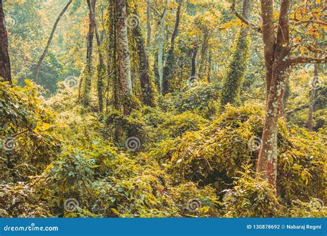 Subtropical Dense Forest Of Nepal Dense Jungle Background Stock Photo
