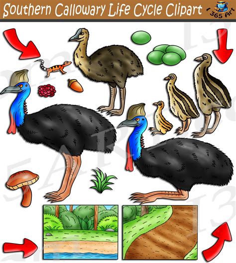 Southern Cassowary Life Cycle Clipart Set Download Clipart 4 School