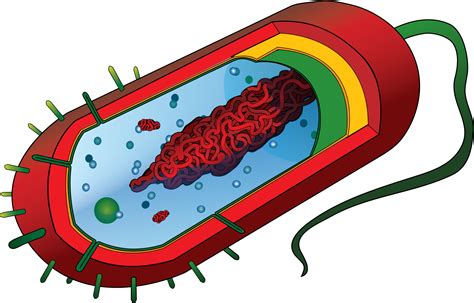 prokaryotic cell unlabeled diagram