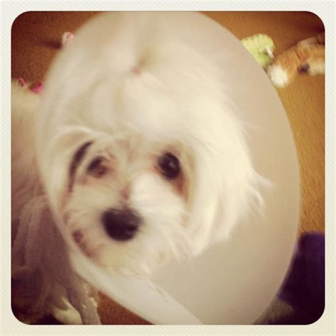 My Little Cone Head Maltese Dogs Forum Spoiled Maltese Forums