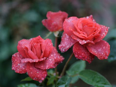 Видео розы самые красивые цветы и замечательная песня