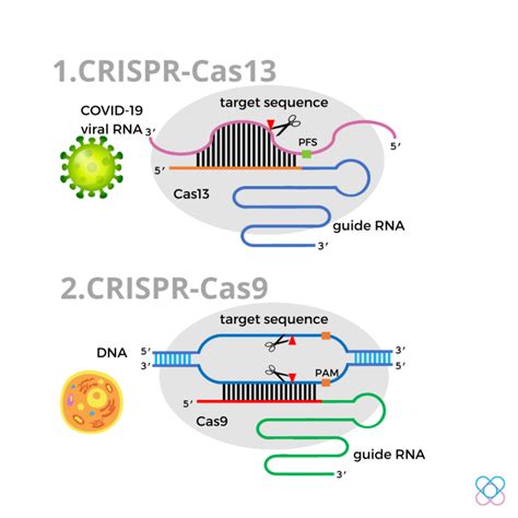 The Crispr Cas9 Genome Editing System Advanx Health Blog