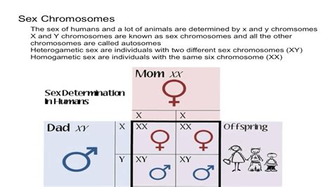 picture of sex chromosomes telegraph