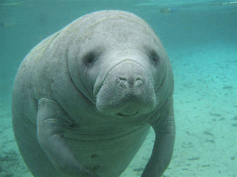Facts about manatees, west indian manatee, amazonian manatee, west african manatee. Manatees: Fact or Fiction Quiz | Britannica
