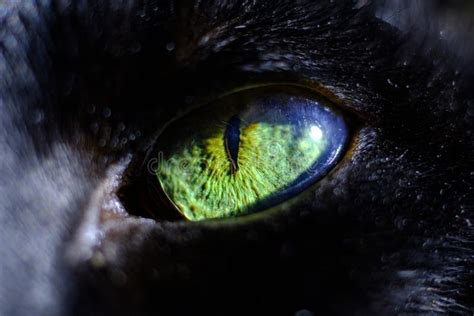 Macro Shot Of A Black Cat`s Eye With Reflection Close Up Of An Eyeball