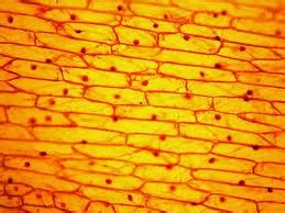 At 400x magnification you will be able to see bacteria, blood cells and protozoans swimming around. Personal Microscope Experience - Microscopy- Learning to ...