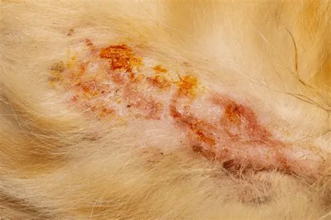 Pyoderma In Dogs Causes And Treatment World Dog Finder