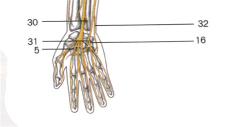 Hpf Hand Palm And Finger Anatomia De La Mano