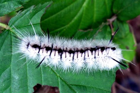 Hickory Moth Caterpillar Image Search Results Moth Caterpillar