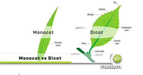 Floral Pattern Of Monocos Monocot Vs Dicot Difference And Comparison