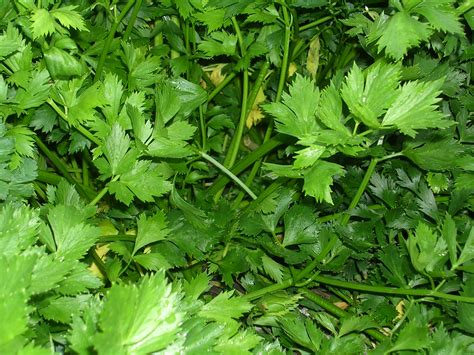 How To Grow Parsley Growing Parsley Garden Parsley Parsley Plant