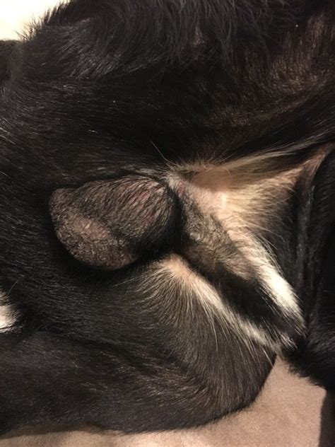 Brain tumors are not uncommon in older dogs. Bumps and Lumps on a Dog | ThriftyFun