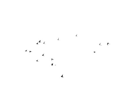 Flock Of Black Birds Flying Stock Photo Psd Stock By Annamae22 On