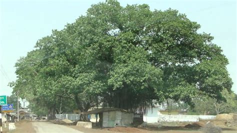 Healing Bargad Trees Of Chhattisgarh India Part 6
