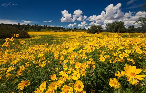 Flagstaff Arizona Wildflower Meadows Overflowing With Yellow Blooms