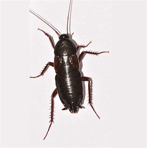 Oriental Cockroach