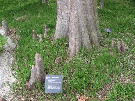 We did not find results for: Bald Cypress | State Symbols USA