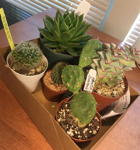 Go to all cacti and succulents threads. A succ-essful day at the Midwestern Cactus & Succulent ...
