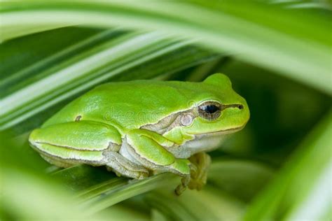 Little Green Frog Royalty Free Stock Photography Image 22683337