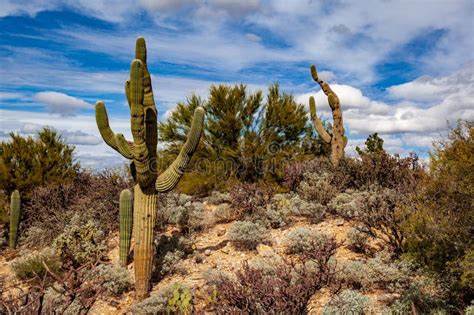 Arizona Sonora Desert Scene With Saguaro Cactus Stock Photo Image Of