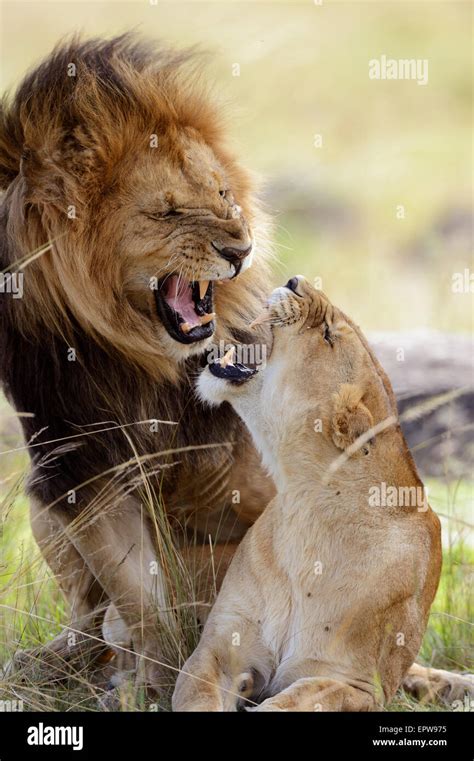 Lion Panthera Leo Lion Couple Pair Mating Hissing At Each Other