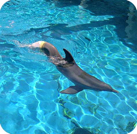 Our Dolphin Tale Clearwater Marine Aquarium