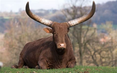 African Cattle Breeds Farmhouse Guide