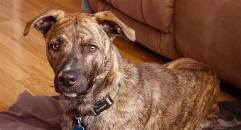 Mountain Cur Dog Breed Information Center Descubra The Mountain Cur
