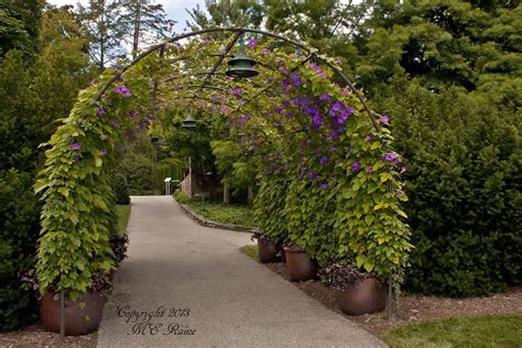 Morning Glory Arbor 1 Of 3 At Longwood Gardens Of Kennet Flickr